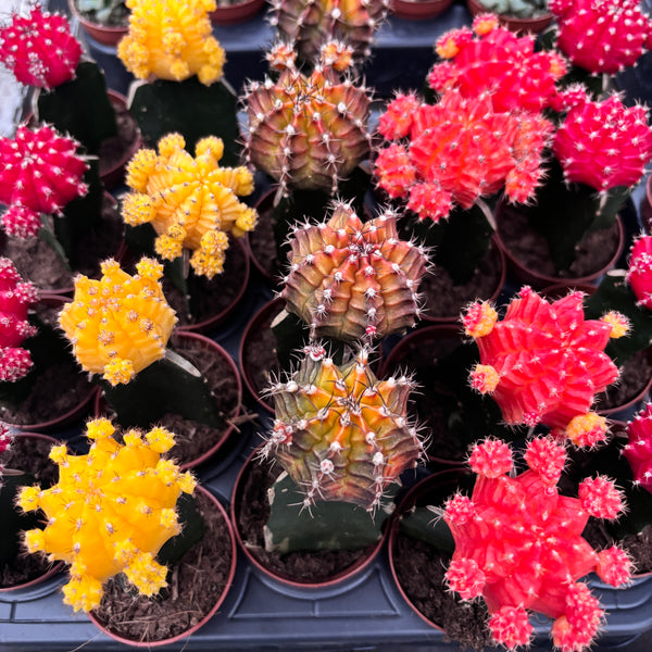 Gymnocalycium mini - Bunte veredelte Kakteen