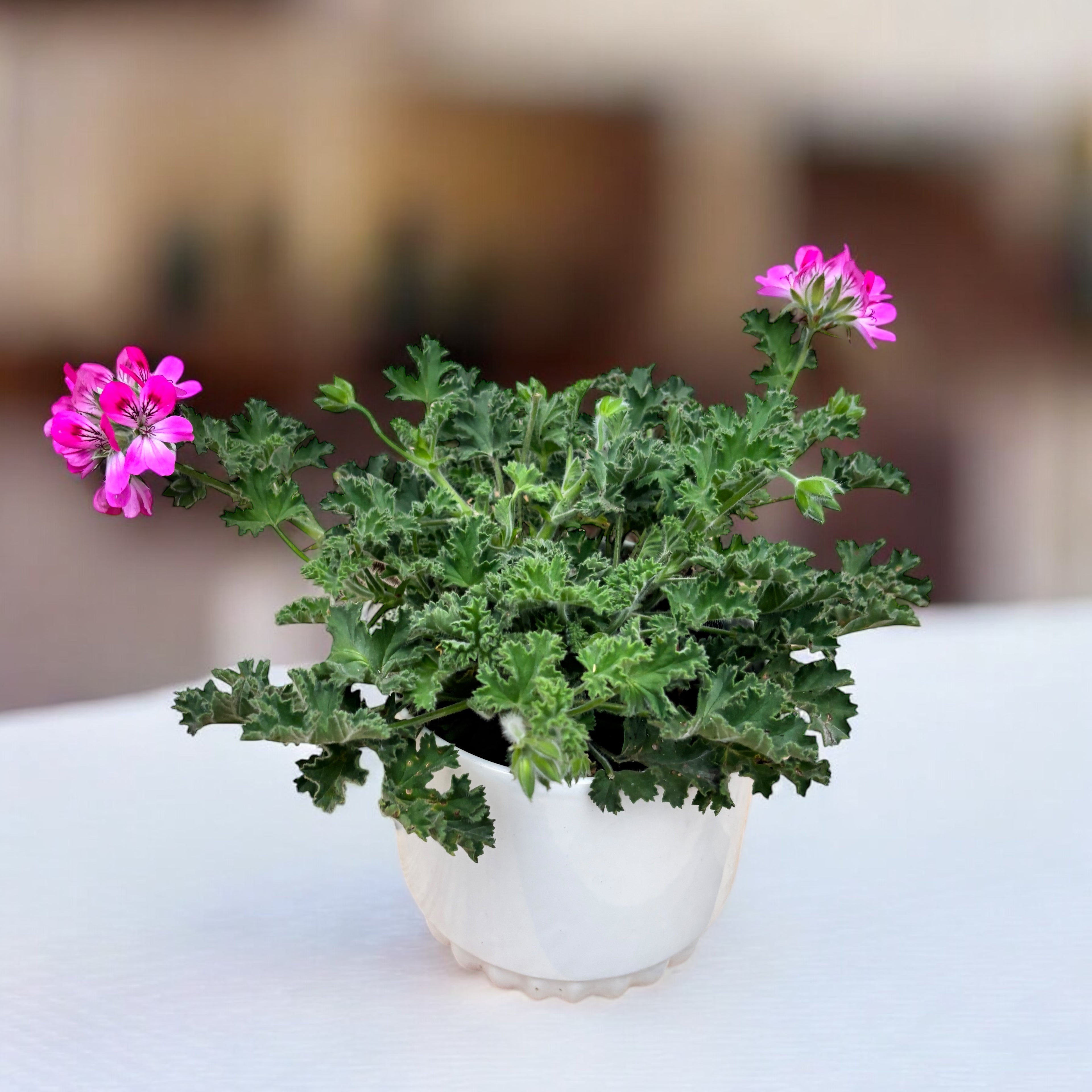 Muscate parfumate - Scented Geranium ‘Isko Rose’ (parfum de trandafiri)