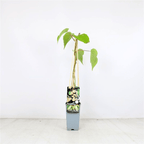 Kiwi autofertil - Actinidia deliciosa 'Solissimo'® - rezistent la ger