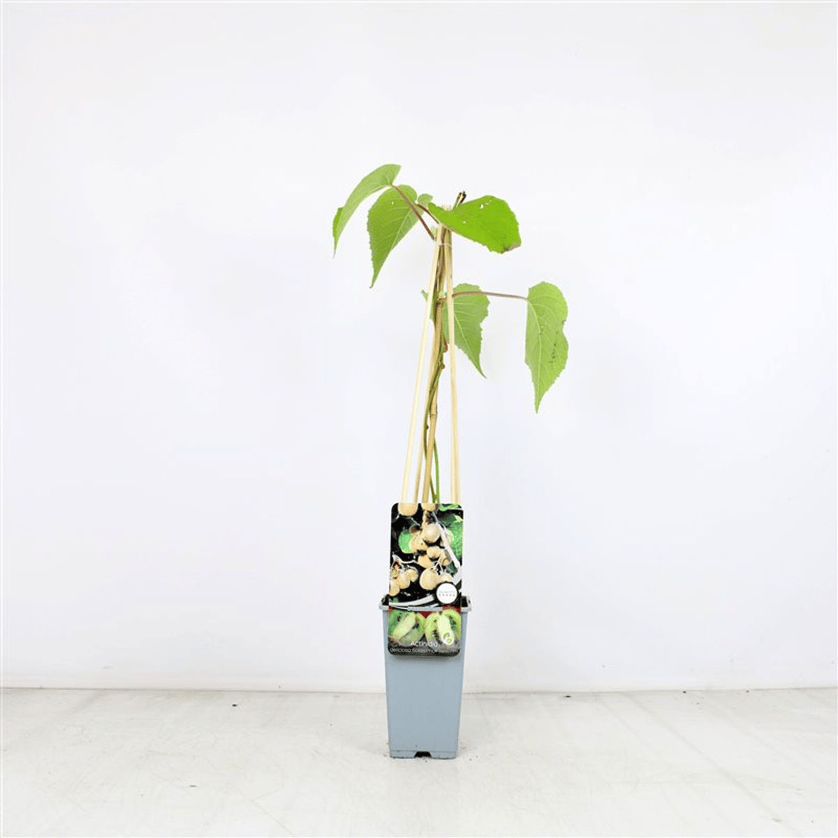 Kiwi autofertil - Actinidia deliciosa 'Solissimo'® - rezistent la ger