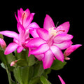 Schlumbergera 'Carollyne' (Růžová vánoční kaktus) 2pp D14