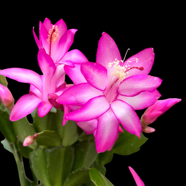 Schlumbergera 'Carrollyne' (Rosa Weihnachten) 2 Seiten D14