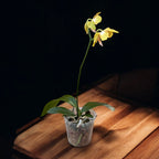 Phalaenopsis New Wave