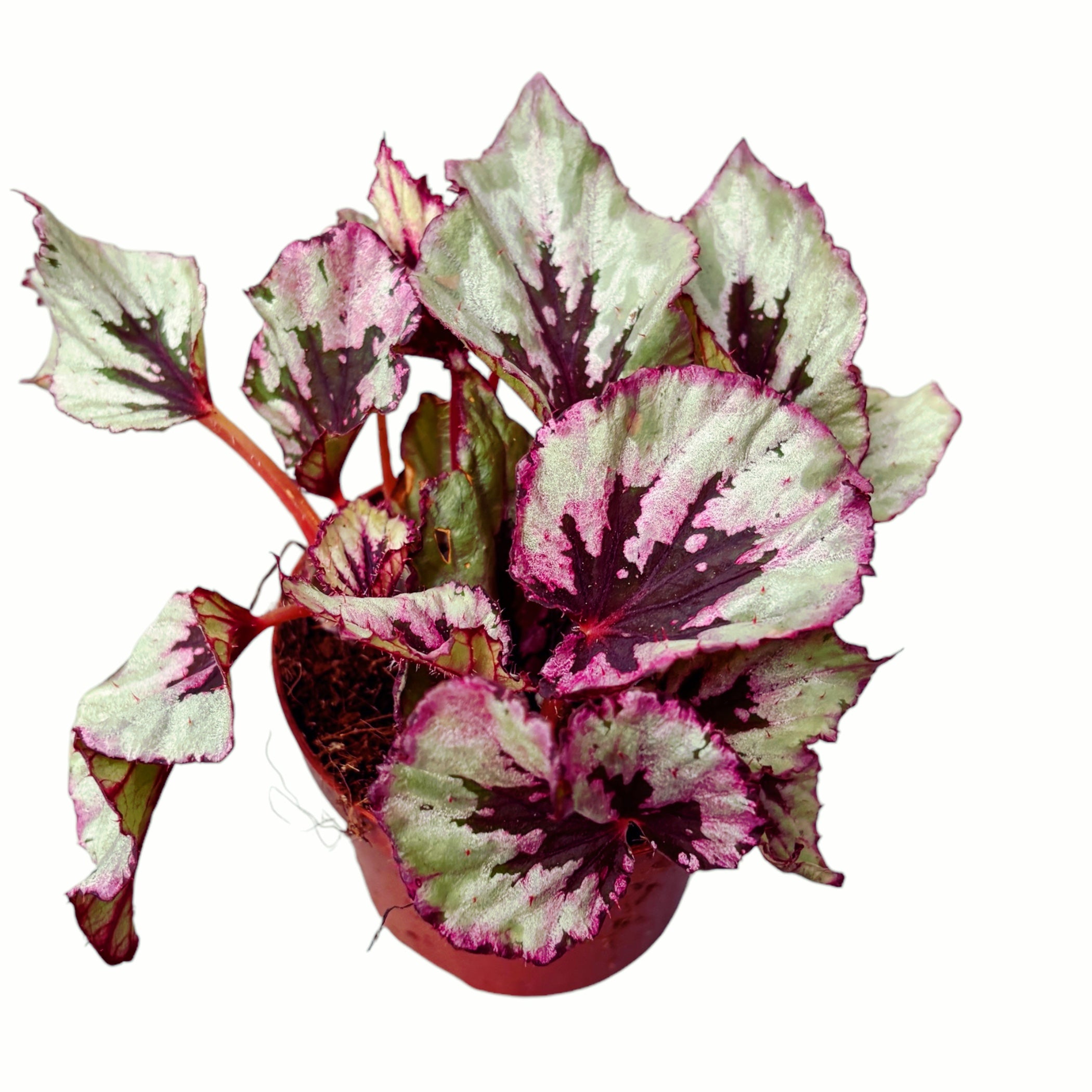 Begonia Beleaf 'Evening Glow' D9 – Secret Garden Plant Shop