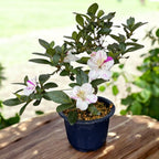 Bonsai Rhododendron indicum ‘Kamioyamakirin’ -  Azalee japoneza cu flori bicolore