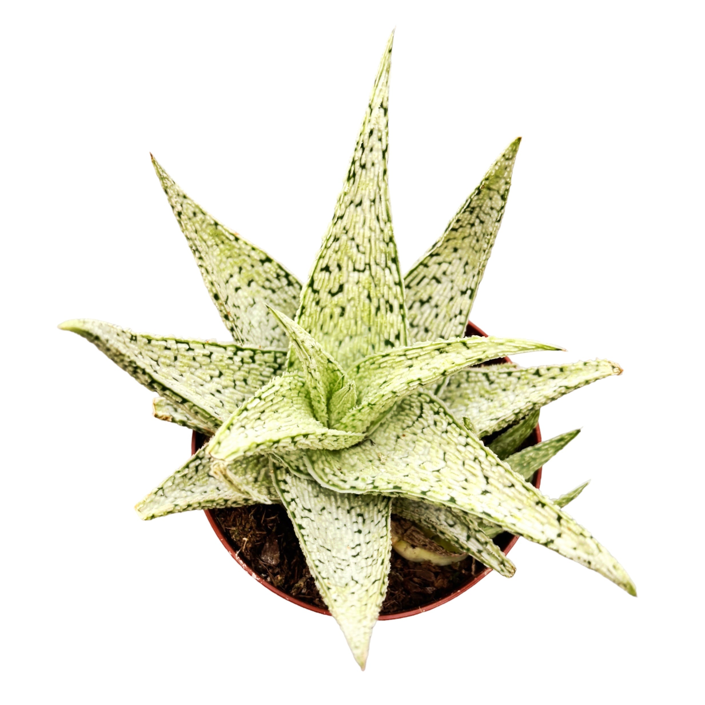 Aloe 'Desert Diamond'