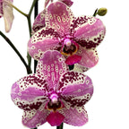 Phalaenopsis Anthura Frontera