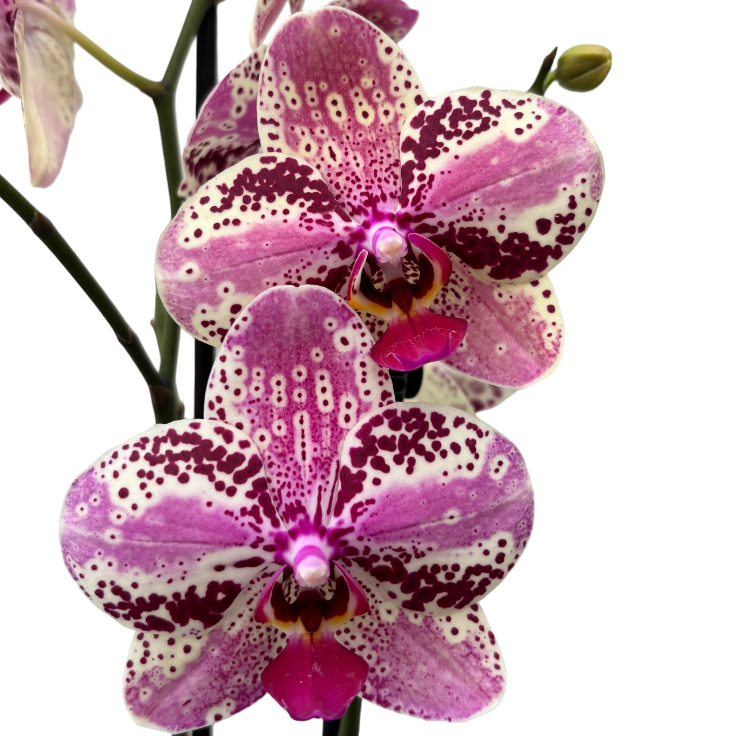 Phalaenopsis Anthura Frontera