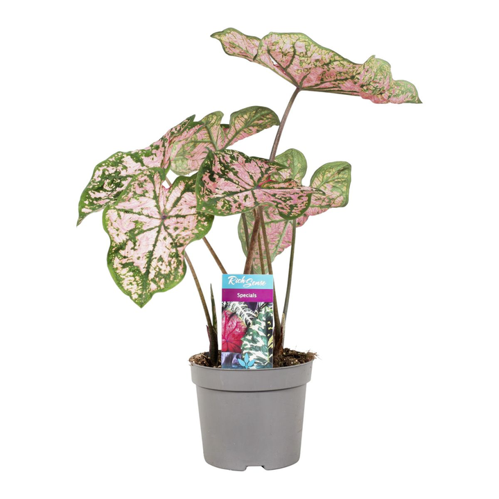 Caladium 'FLorida Elise'