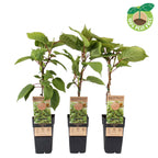 Actinidia deliciosa 'Atlas' (mascul polenizator)