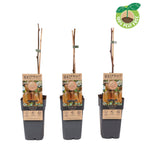 Kiwi - Actinidia deliciosa 'Hayward' (femela)