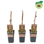 Kiwi - Actinidia deliciosa 'Jenny' D15 - rezistent la ger si autofertil