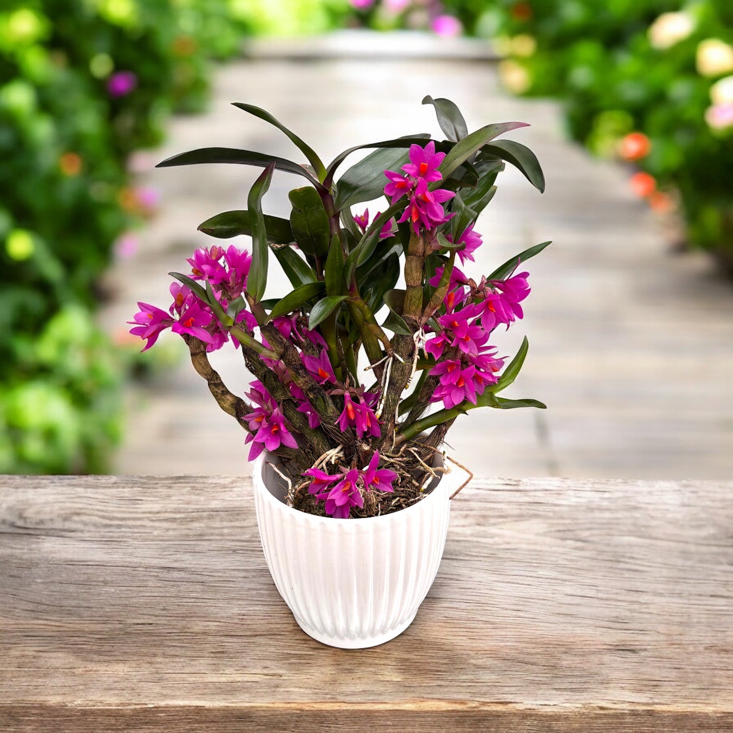Dendrobium Hibiki (D. bracteosum x D. laevifolium)- exemplare
