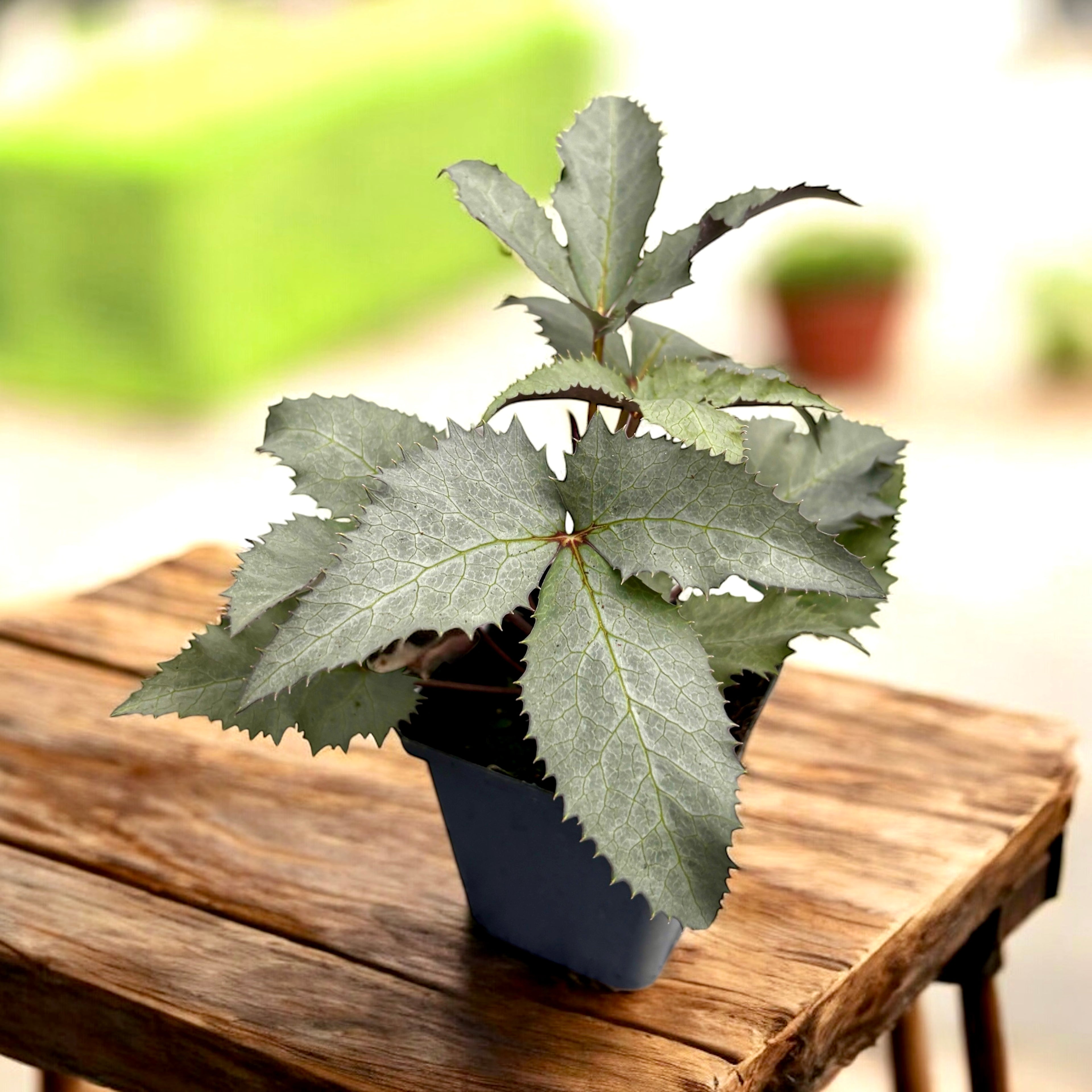 Helleborus sternii ‘Silver Dollar’ (Trandafirul Craciunului, Spanz)
