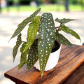 Begonie Maculata 'Silverspot' (Punkte Silber)
