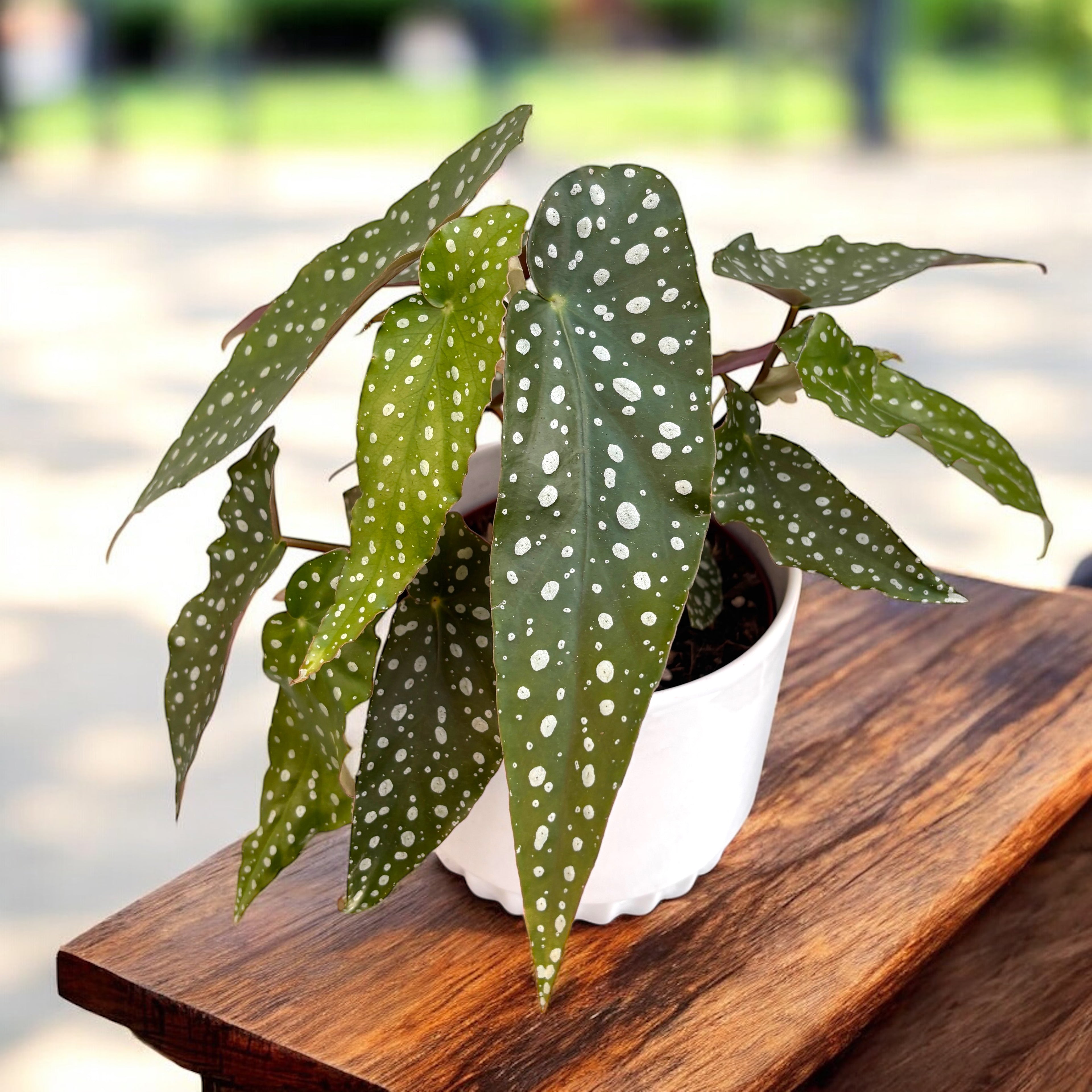 Begonia Maculata 'Silverspot' (Polka Dot Silver)