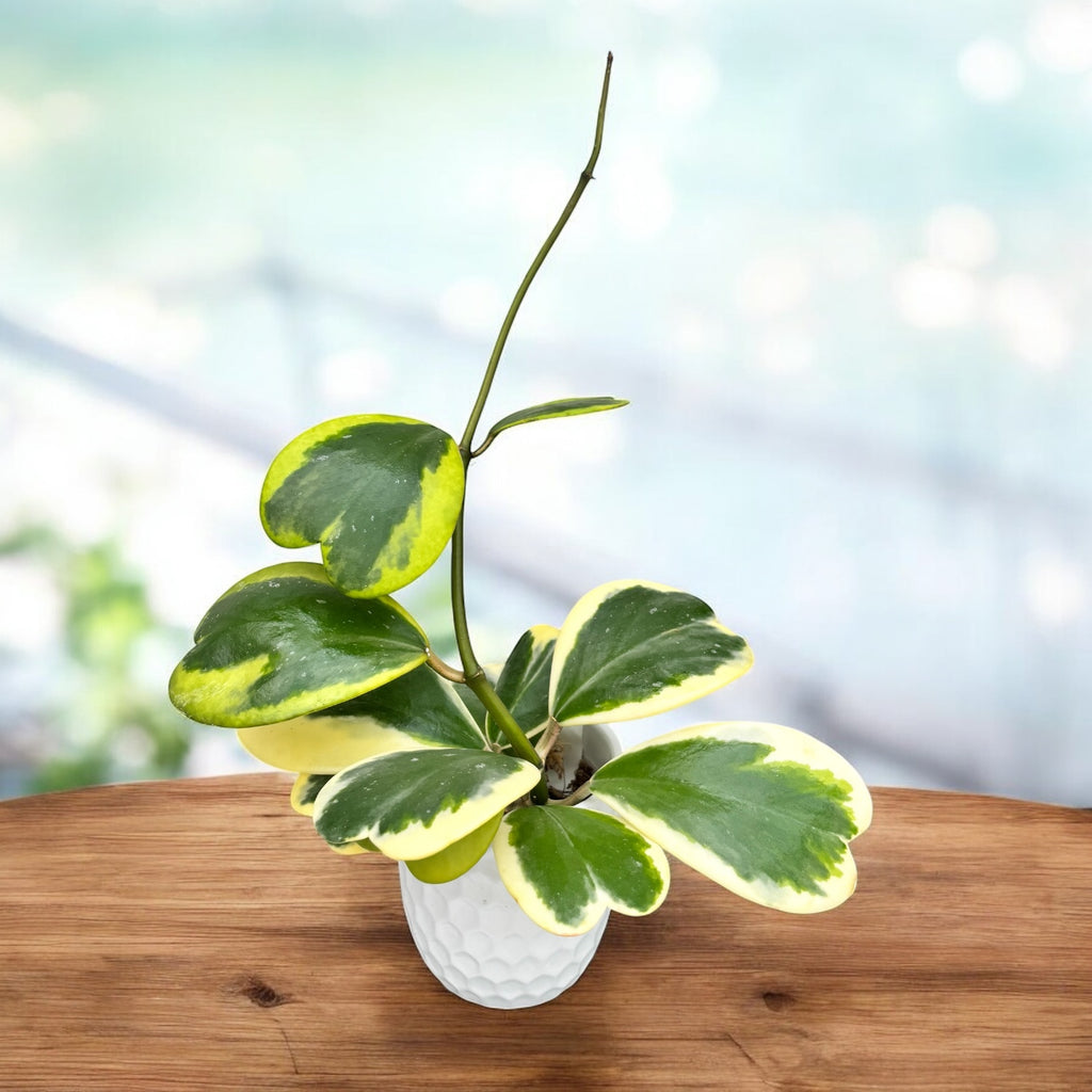 Hoya kerrii 'Albomarginata' - ejemplares desarrollados