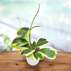 Hoya kerrii 'Albomarginata' - exemplare dezvoltate