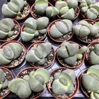 Pleiospilos nelii
