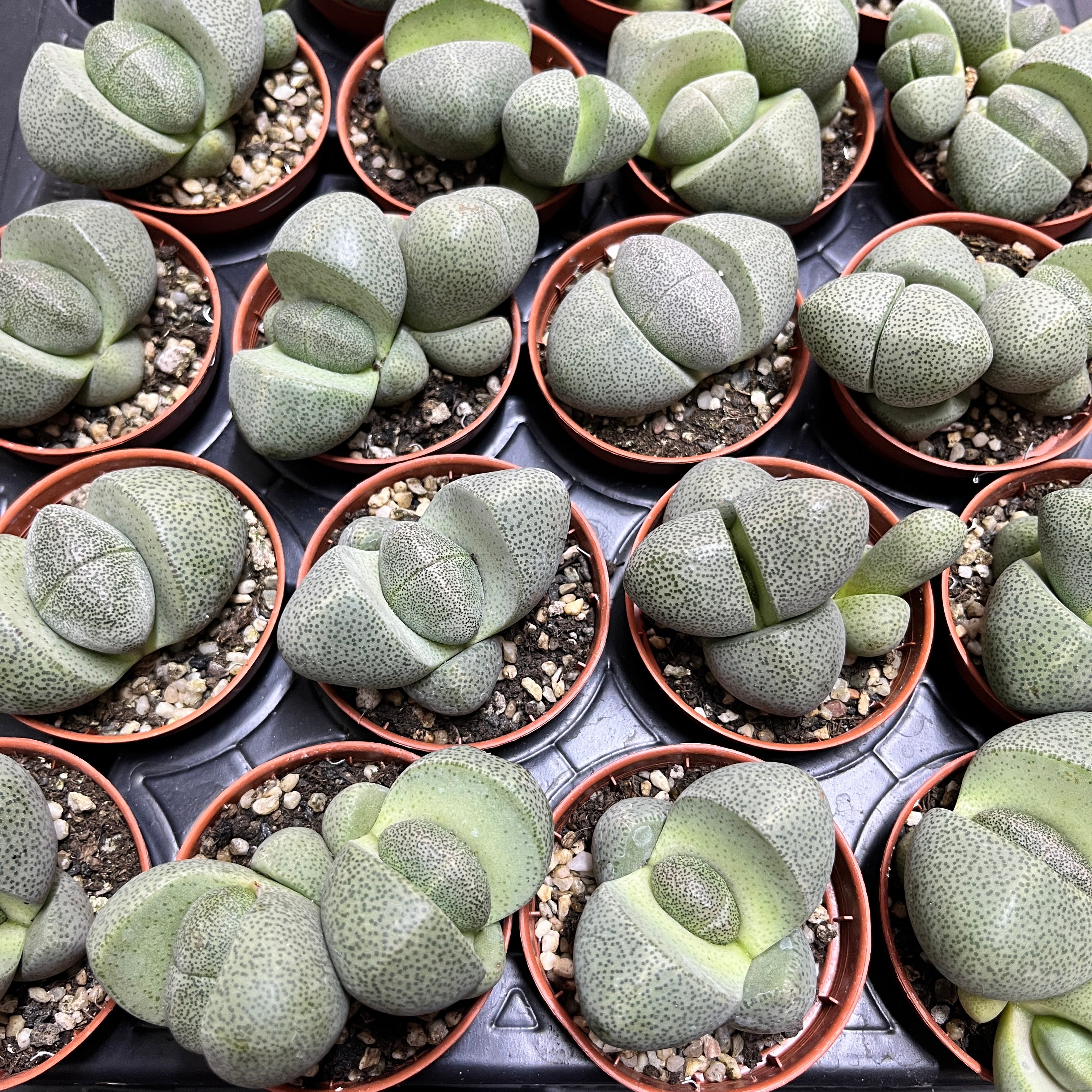 Pleiospilos nelii