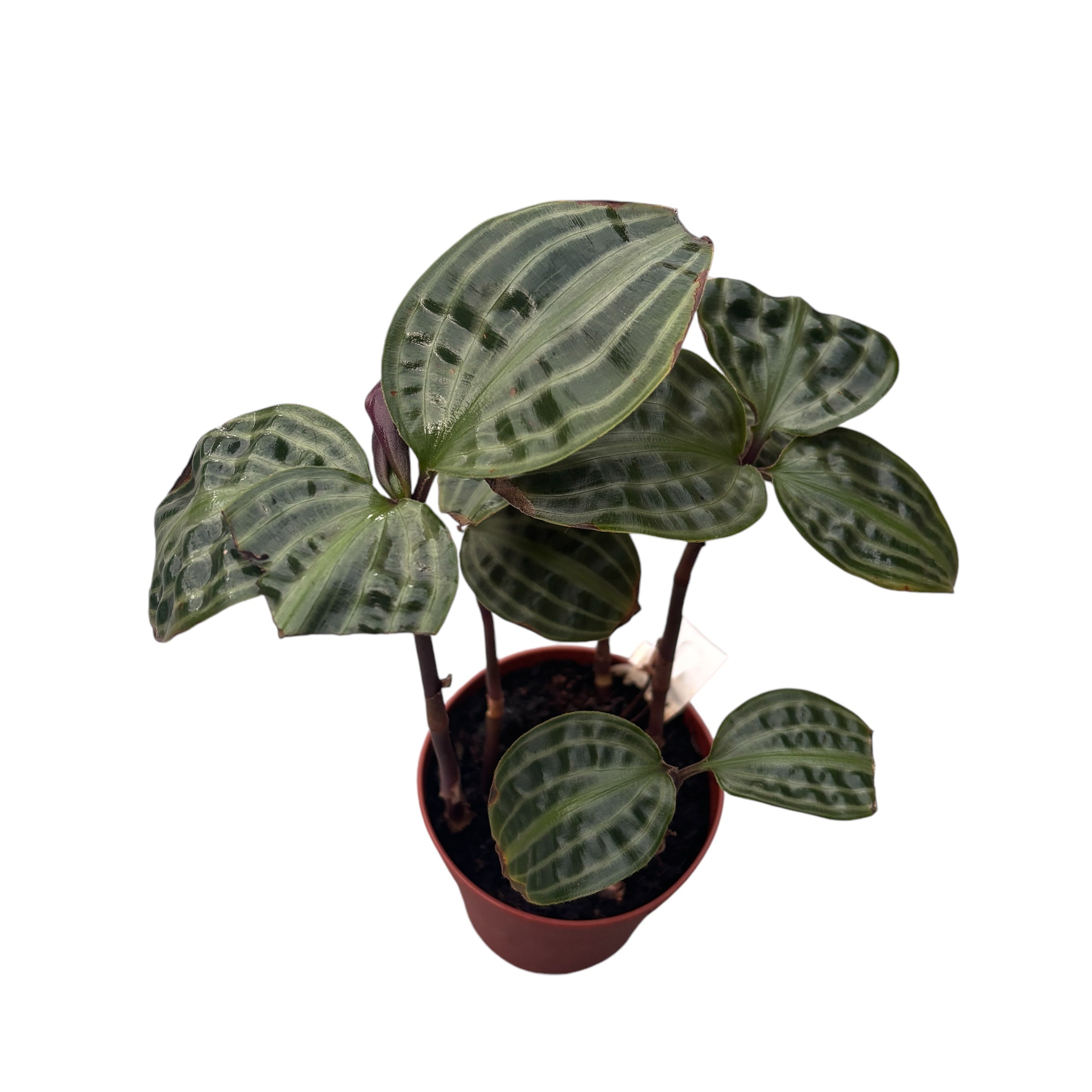 Geogenanthus Poeppigii - plante cu defecte