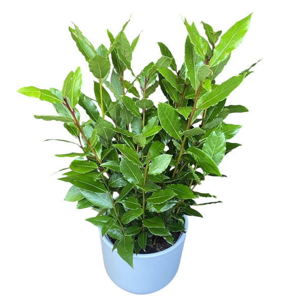 Edible laurel in pots D14