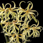 Amaryllis (Hippeastrum) ‘Santorini Saffron’ - crin exotic, cu flori galben-safran