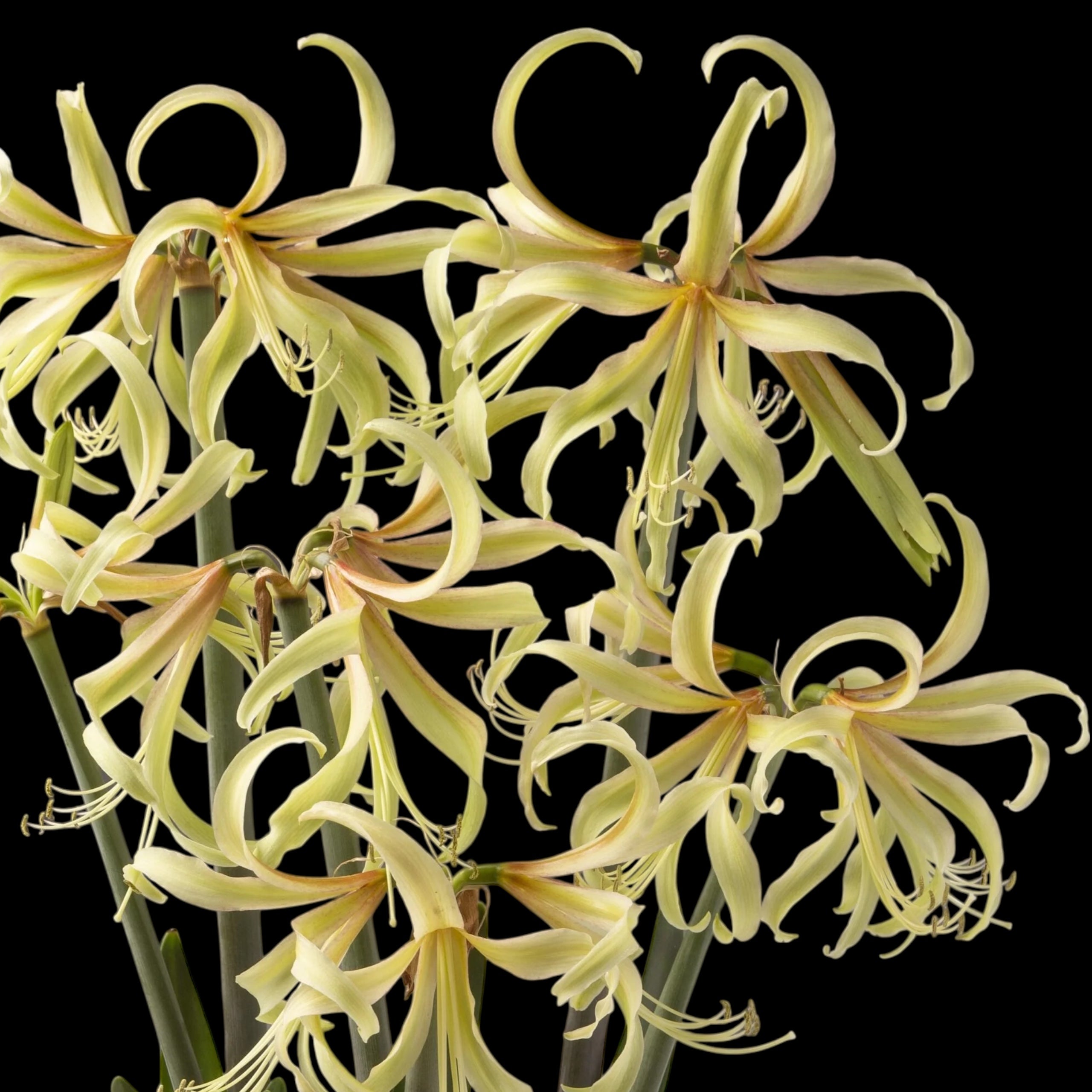 Amaryllis (Hippeastrum) ‘Santorini Saffron’ - crin exotic, cu flori galben-safran