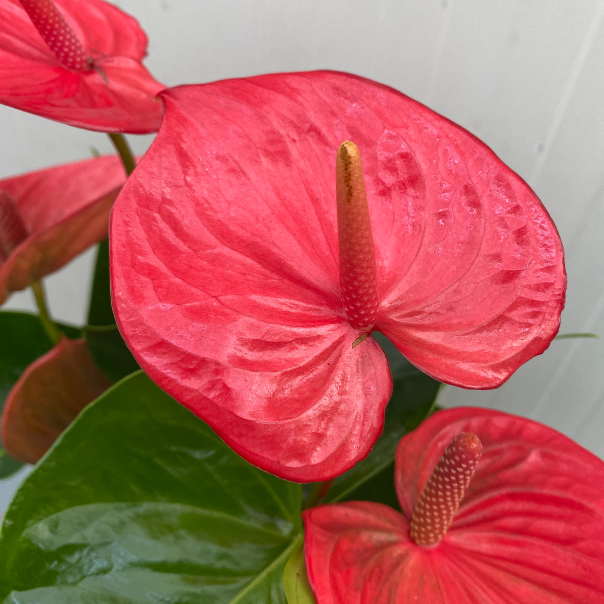 Anthurium 'Ritma’ – Secret Garden Plant Shop