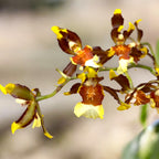 Colmanara Samba Exotica