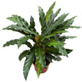 Calathea Rufibarba 'Tropistar'