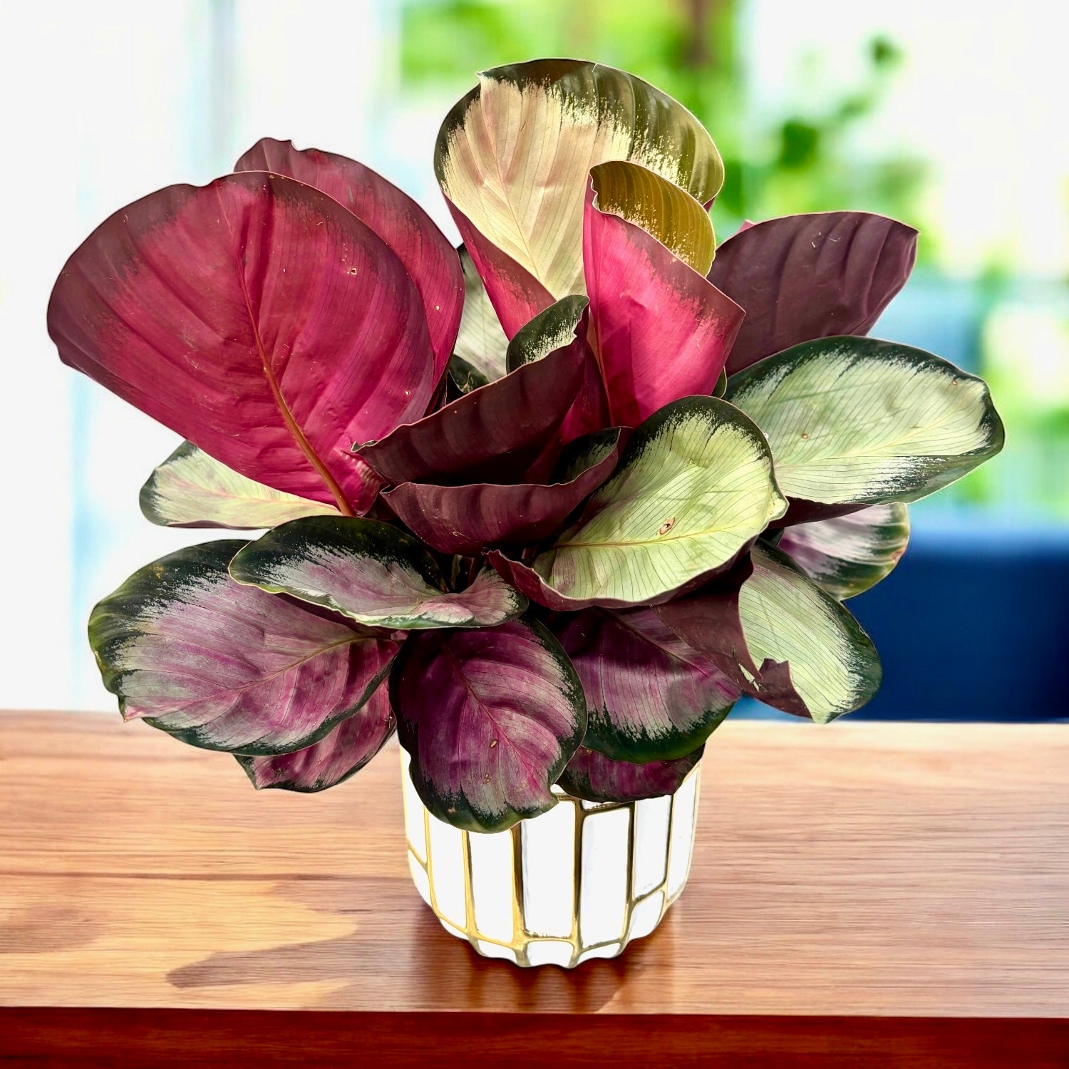 Calathea Roseopicta 'Rosy' (bushy)