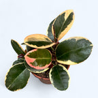 Hoya australis 'Blondie' (albomarginata)