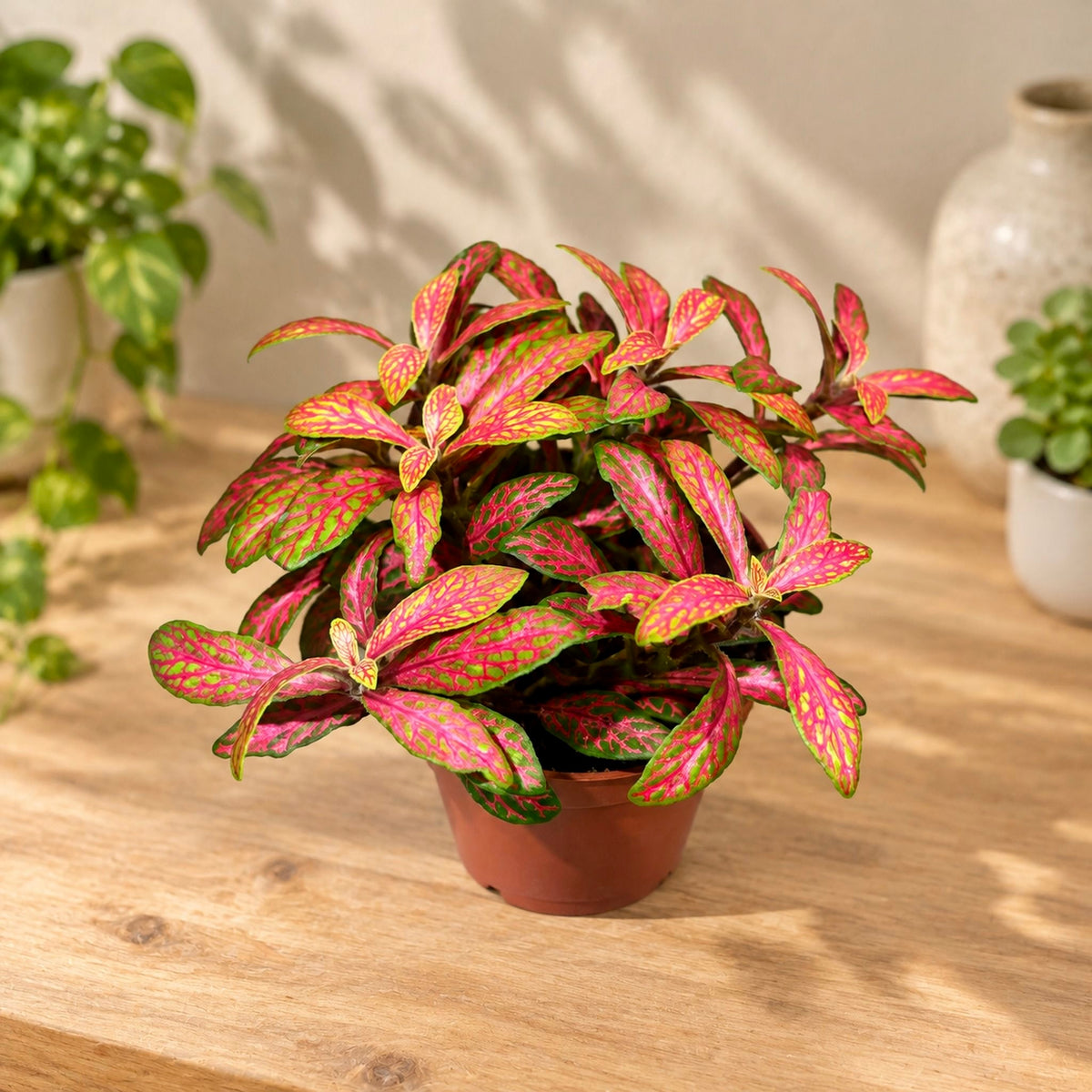 Fittonia 'Skeleton' - Mosaic Plant with Bright Pink Veins