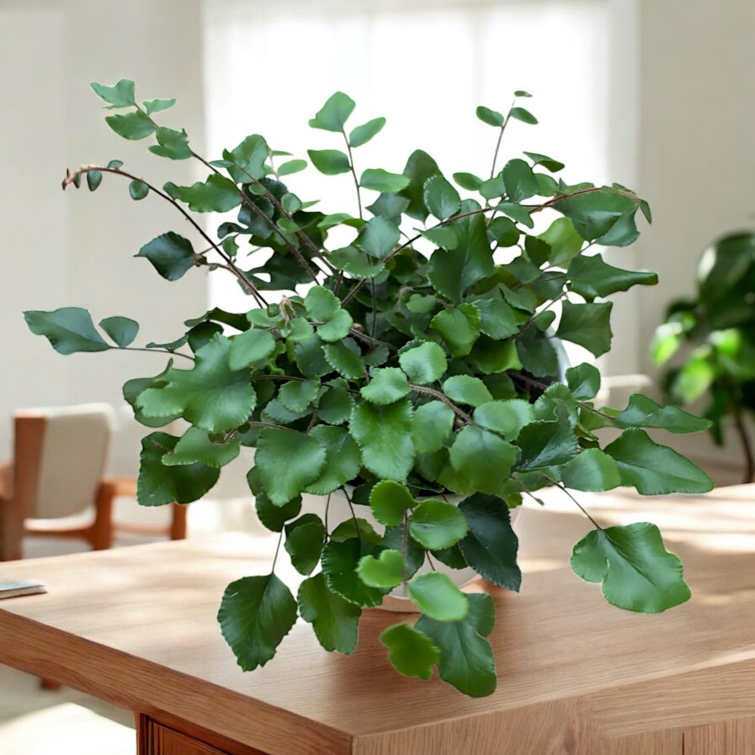 Pellaea rotundifolia – feriga cu frunze rotunde, eleganta si compacta