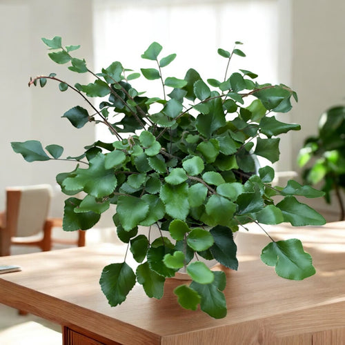 Pellaea rotundifolia – Farne mit runden Blättern, elegant und kompakt –  Secret Garden Plant Shop
