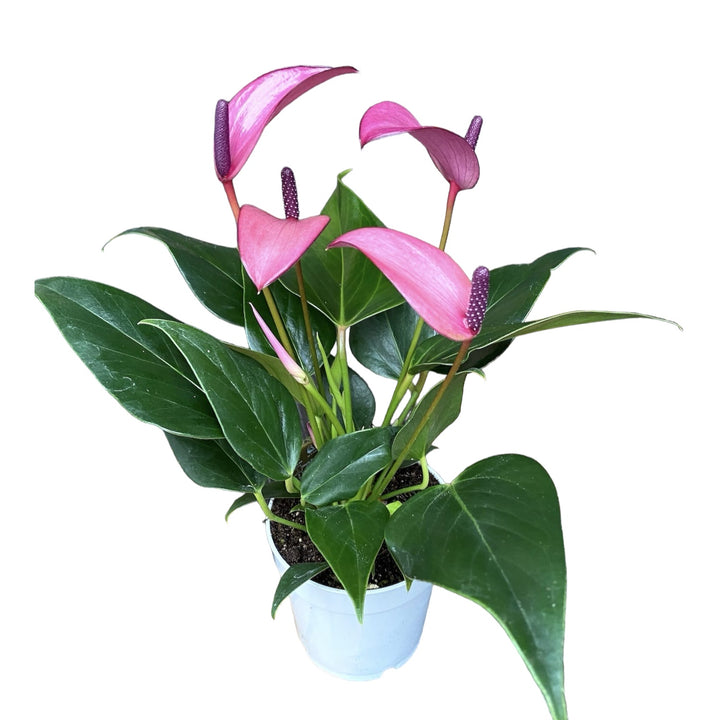 Anthurium Zizou