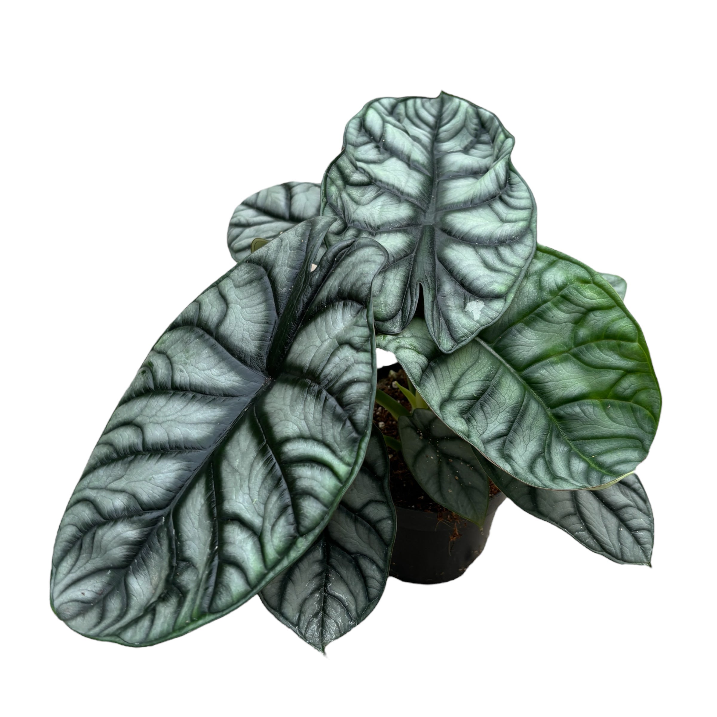 Alocasia 'Silver Dragon'