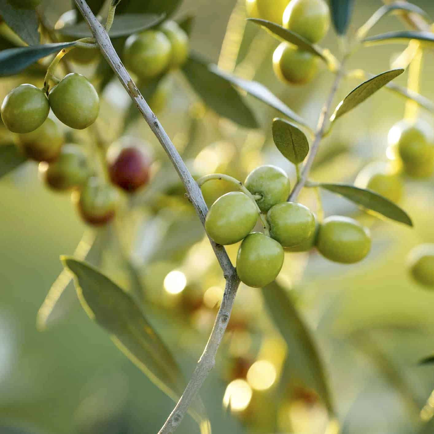 Maslin (Olea europaea) – simbol mediteranean al longevitatii, frumusetii si rezistentei