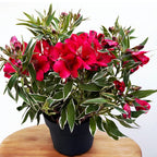 Alstroemeria ‘Colorita Katiana’ - Crin peruan compact cu flori rosii si frunze variegate