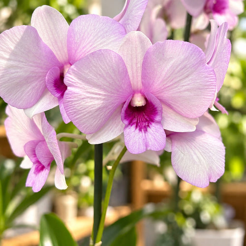 Dendrobium Keiko (Dendrobium Phalaenopsis)