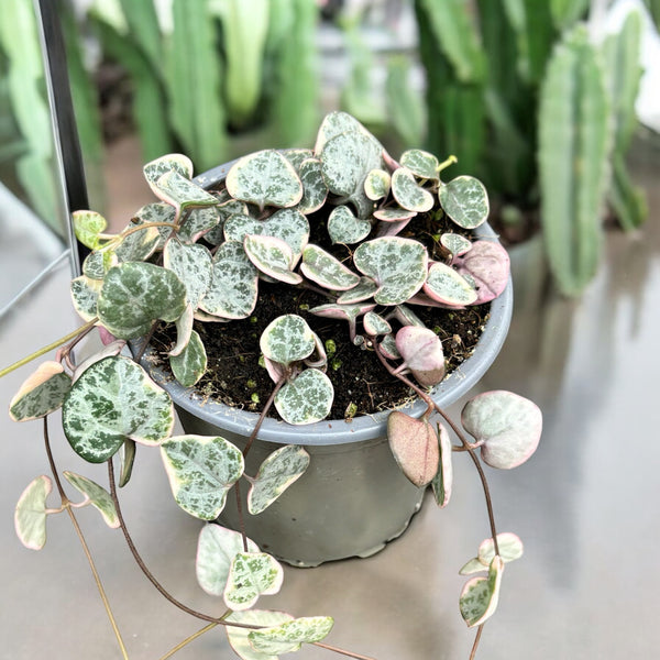 Ceropegia woodii 'Marlies' VARIEGATA (String of hearts)