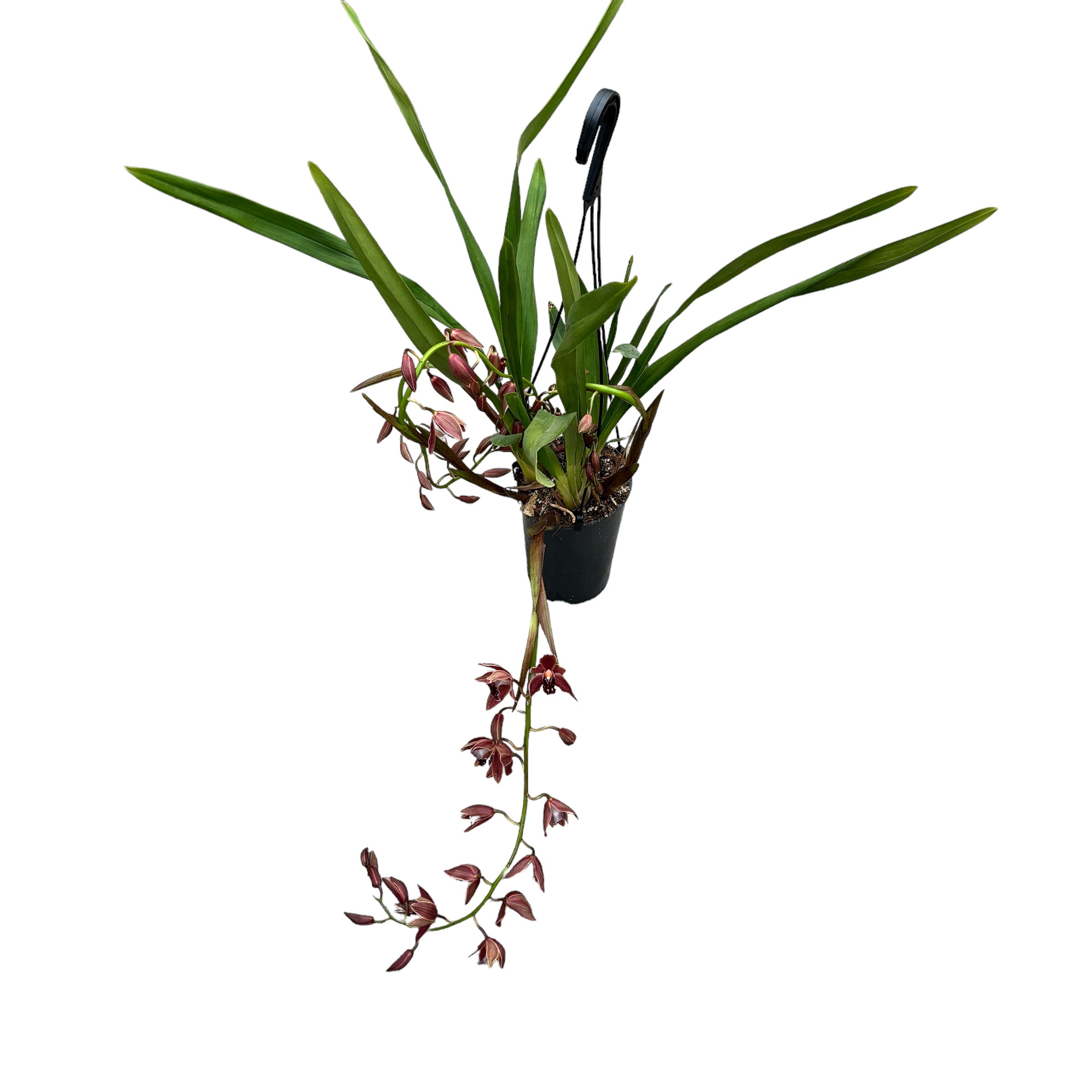 Cymbidium Zsip (curgator)