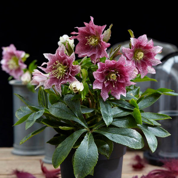 Helleborus orientalis 'Hello Amber' (Double-flowered hellebore)