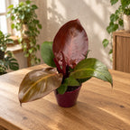 Philodendron 'Cherry Red'