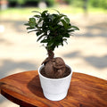 Bonsai Ficus Microcarpa Ginseng D14