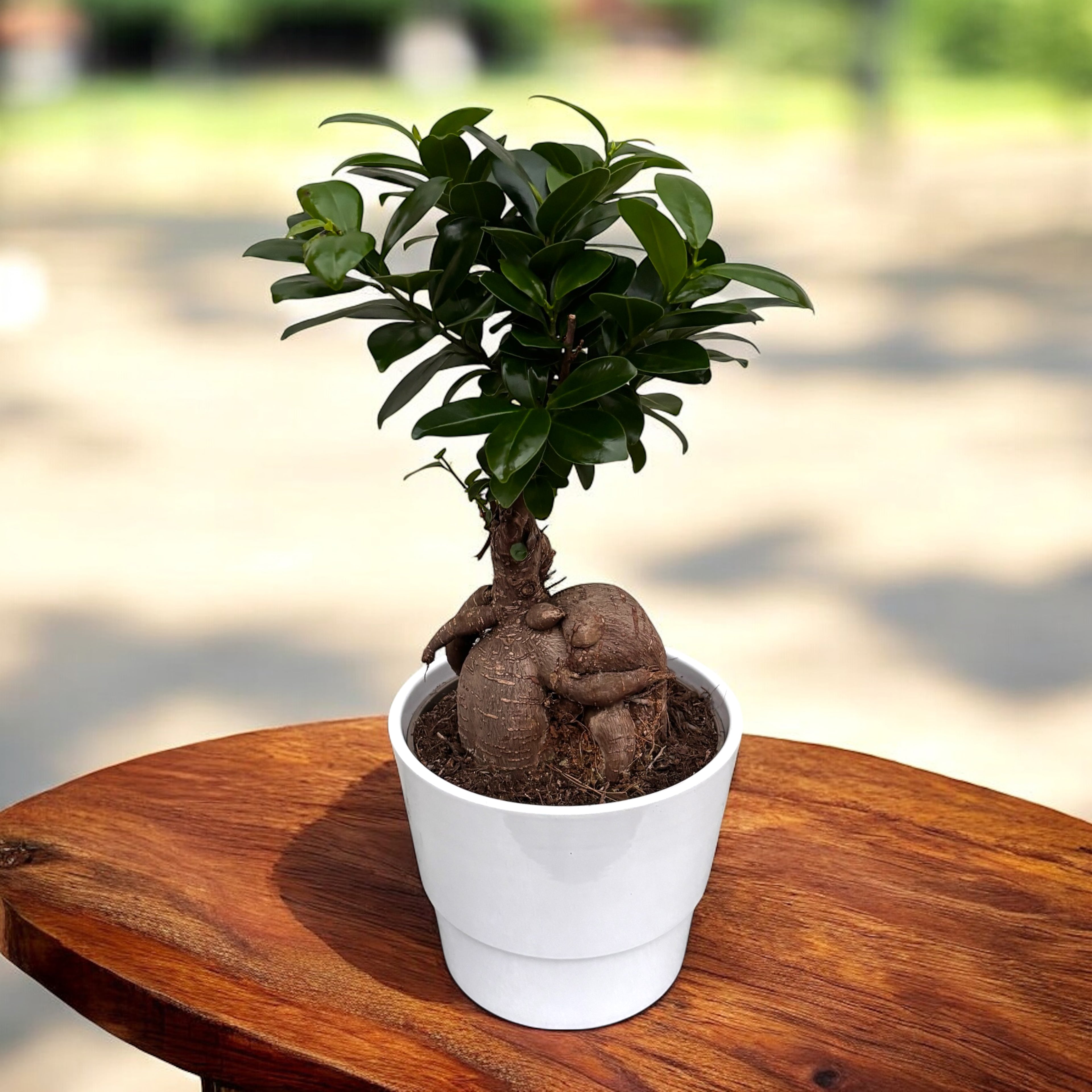 Bonsai Ficus Microcarpa Ginseng D14