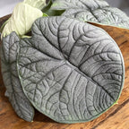 Alocasia Melo (Rugosa)