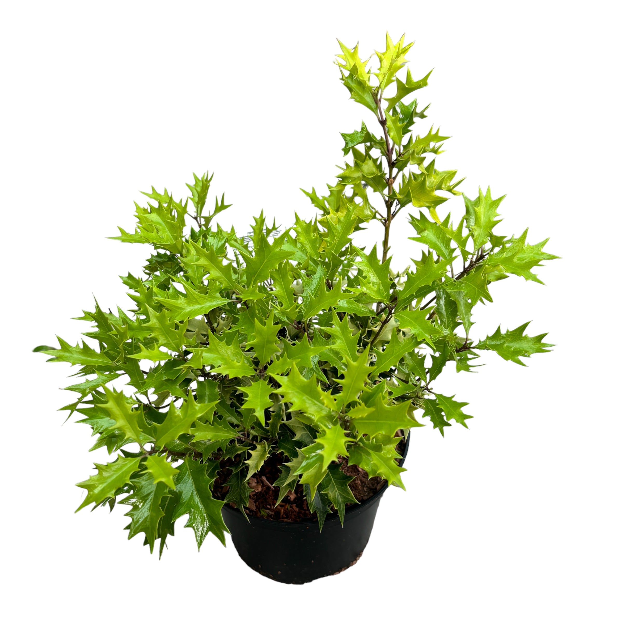 Osmanthus heterophyllus 'Ogon' - parfumat, de gradina