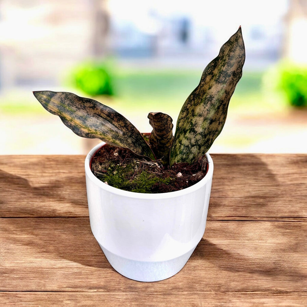 Sansevieria kirkii ‘Coppertone Variegata’